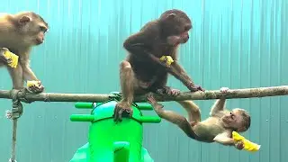 Monkey baby Theo asks Sam boy to save him