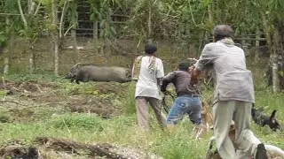 Sumatran Wild Boar Hunting in Residents' Plantation Areas #bestmoments #wildlife #hunting #animals