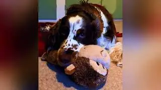 Лучшие вирусные видео с котами 2025 года | 😼🐶Постарайтесь не засмеяться😜