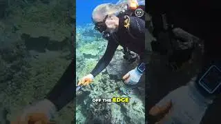 Amazing Underwater Experience, Feeding the Fish with #crownofthorns! #hawaii #oceancleanup #shorts