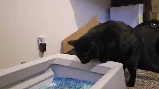  🐈&zwj;⬛️  My Cat Is Obsessed With Her Gadgets &mdash; Especially the Pooper Scooper 💩 AND Electric Feeder! 😹 