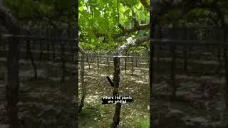 A Peek Inside of Growing Table Grapes!