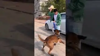 Awesome Clever Dog New Video 2020 Intelligent Dog Ever