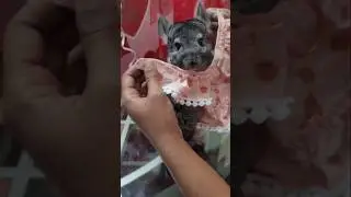 Джоселин вот-вот покорит всех!