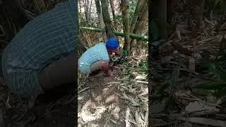 Potong bambu dengan gergaji mesin #gergaji #bambu