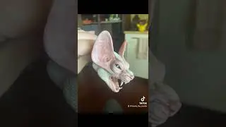 The making of Paolumu #art # #fanart