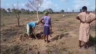 Workers collaborate to plant mango on a  large community site