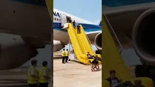 Un chien a sauv&eacute; les passagers de l'avion