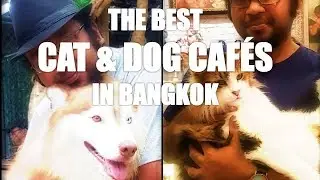 The Best Cat & Dog Caf&eacute;s in Bangkok