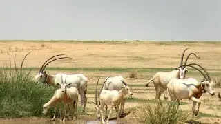 Arabian oryx or white oryx