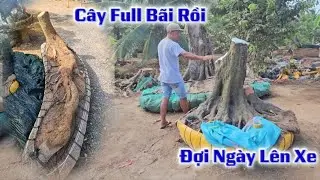 Cây Full Bãi Rồi Đợi Ngày Lên Xe Giao Cho Khách