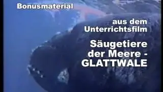Glattwale