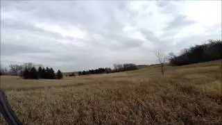 Pheasant hunting with a Poodle