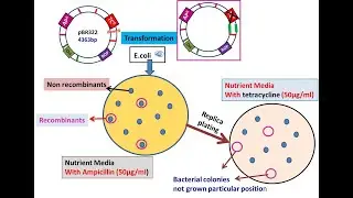 Insertional inactivation: pBR322 Cloning strategy, Recombinants screening @Dr.DNA-Primer
