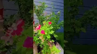 #maryam  flower  Red rose #maryam  😍❤❤❤❤💖💝💞💬