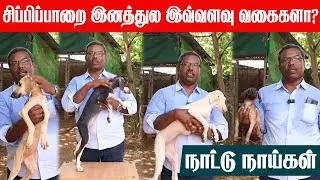 Chippiparai Dog | சிப்பிப்பாறை இனத்துல இவ்வளவு வகைகளா? | Native Dog Breed | Kanni Dog | Dog for Sale