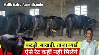 🔴कटड़ी, बाखड़ी, ताज़ा ब्याई के ऐसे रेट कहीं नहीं मिलेंगे।। MALIK DAIRY FARM SHAMLO।। 📞8059519477.