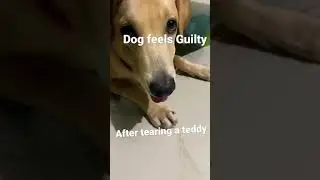 Dogs feeling guilty after tearing his 🧸teddy #romeo #cute #labrador #doglover