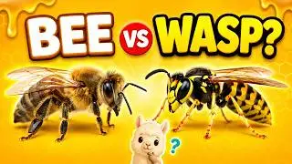 Bee vs. Wasp &ndash; What&rsquo;s the Difference?🪰🐝 Educational Video for Kids