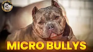 What Is A Microbully? Discover The Power Of This Compact Dog Breed