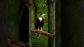 Nature's Majesty: The Bald Eagle in Its Element