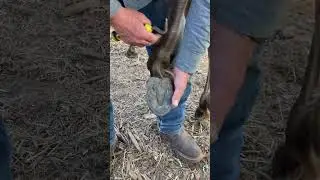 Andalusian/ Kiger Mustang Gets Her Hooves Checked