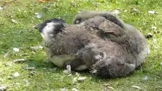 Mallard  - Canada Goose  Goslings - G&aelig;sir me&eth; unga - Stokkendur - Kanadag&aelig;s - Fuglal&iacute;f