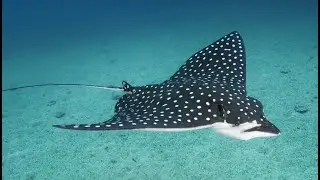 Isole Medas - Les illes Hotel & Diving