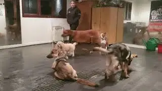 German Shepherd | Roxy | London, UK Dog Training | Obedience