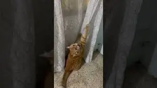 Cat&rsquo;s Nail Gets Stuck in a Curtain but Owner Comes for the Rescue