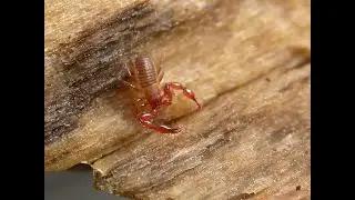 Dry manure sampling and false scorpion success
