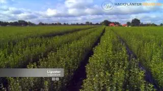 Haekplanteronline.dk - Barrodsplanter