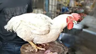 Giant Chicken Meat Cutting & Chopping in Bangladesh Chicken Market | Chicken Cutting | BD Chicken