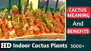 Cactus Meaning ? Cactus Plants Benefits.Indoor Cactus Garden.Indoor Cactus Plants Collection #HD 2k