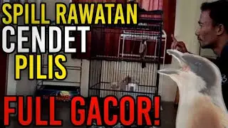 SPILL RAWATAN BURUNG CENDET PILIS FULL GACOR!!