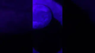 Capturing images of a camel spider with a black light. #nature #spider #blacklight #flourescent