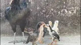 High flyer assel chicks available for sale, contact 7846957220