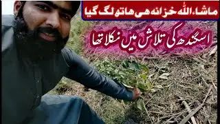 Ashwagandha benefits & how to use asgandh nagori | asgandh ki pehchan or fayde | farooqi dawakhana |