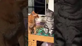 cat funny 😄🤣 #cat #cute #funny #viral #animals #shorts