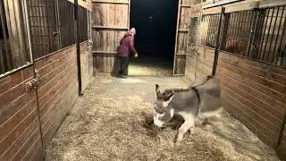 Time to feed the horses. Thursday night 