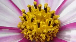 Asteraceae   - K&ouml;rfubl&oacute;m - F&iacute;flar - Sumarbl&oacute;m
