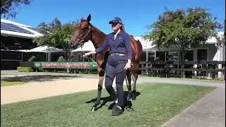 Lot 237 Exceed and Excel x Twilight Royale Filly
