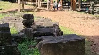 Monkeys Near Bayon Temple, Angkor Thom #monkey #animals #animals