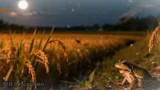 Frog & Cricket Sounds at Night | Nature ASMR for Sleep & Meditation