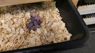 My Rat and ASF Breeding room tour