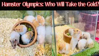 Cute Hamster Tricks and Playtime Fun.