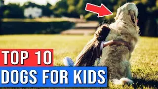10 Kid Friendly Dogs | Best Dogs For Young Kids | Top 10 Best Dog Breeds For Kids