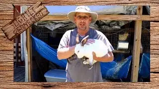 Do Meat Rabbits Make Good Pets - The SR Rabbit Update 8-1-17