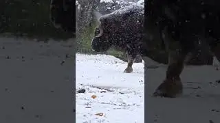 Muskox at zoo