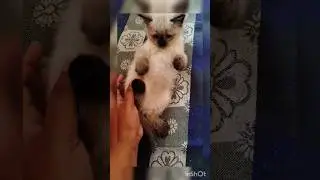 Animals love #cat lovers #playfulness #love